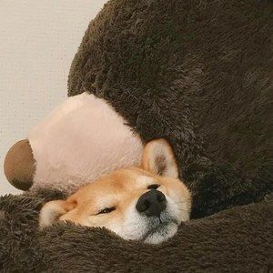 Meet your Posher, Zihao